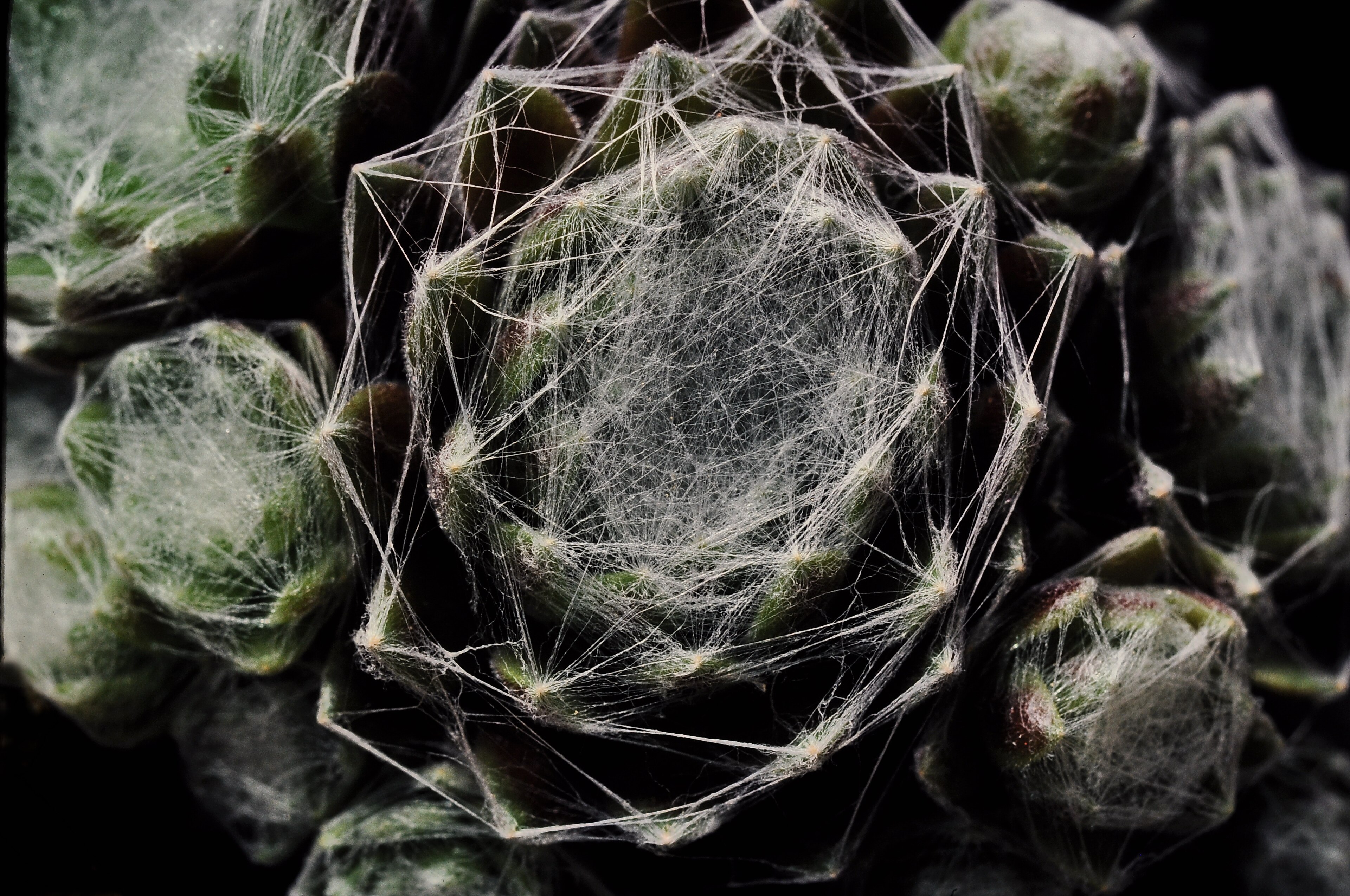Sempervivum Arachnoideum (Cobweb)