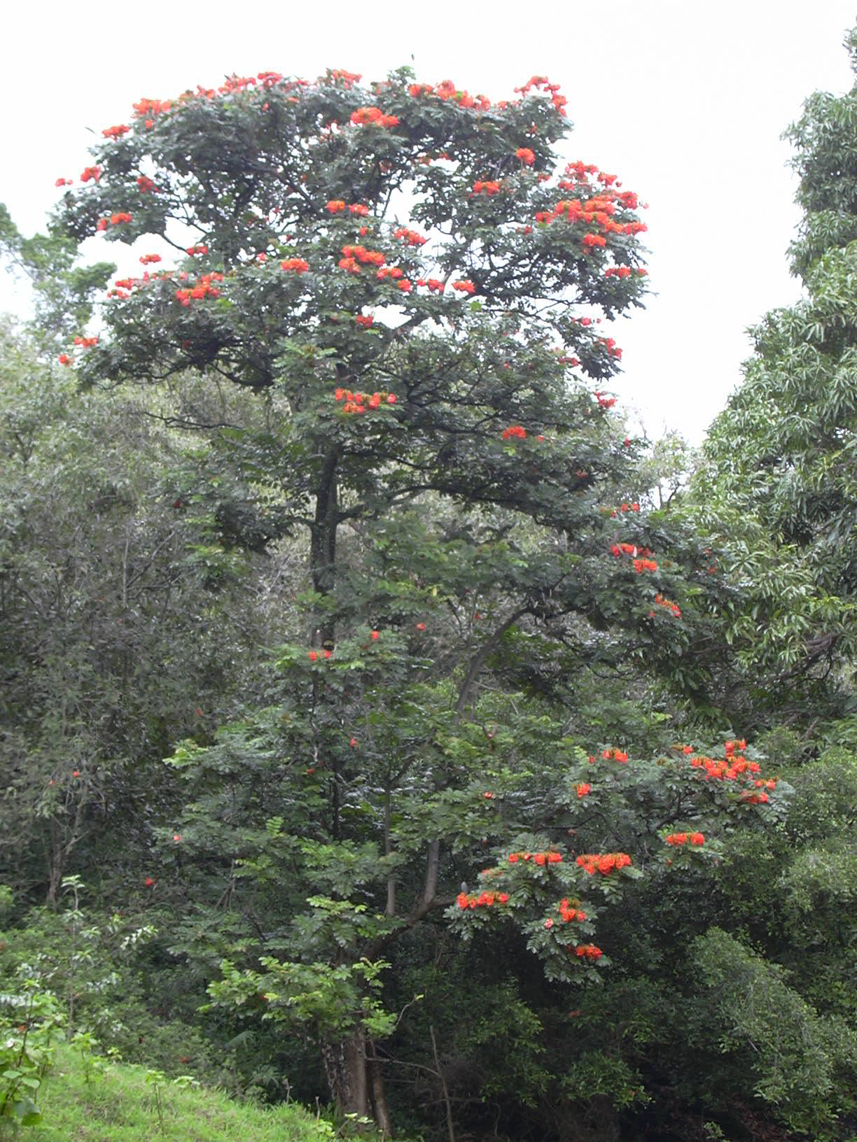 African Tulip Tree