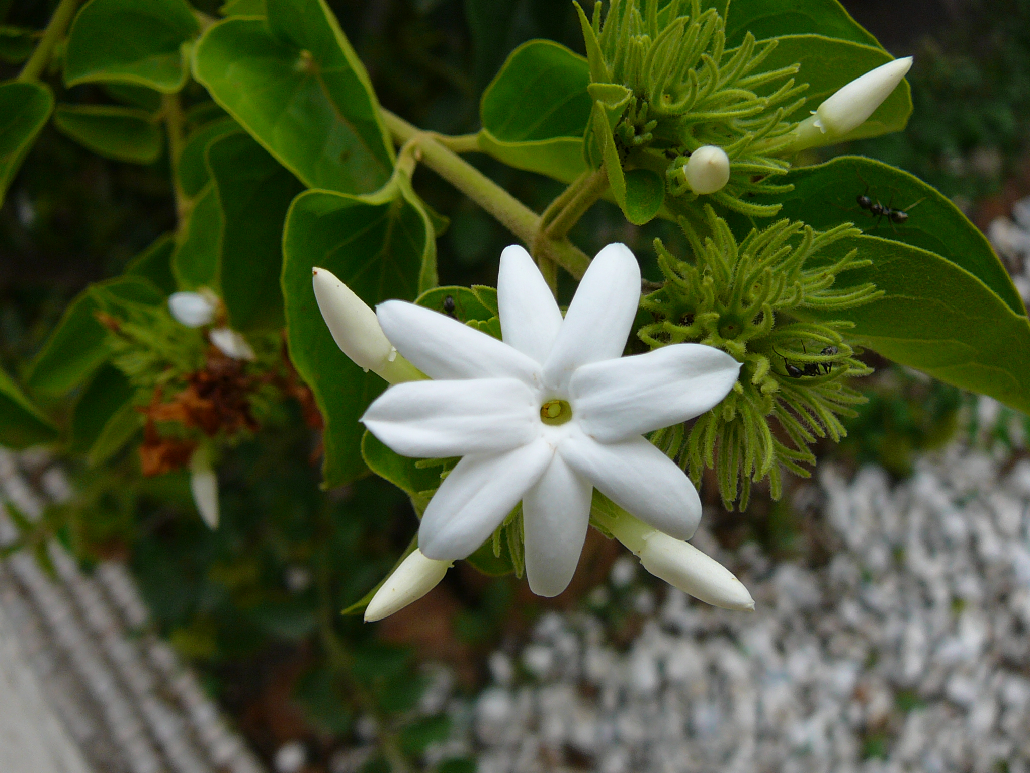 Star jasmine