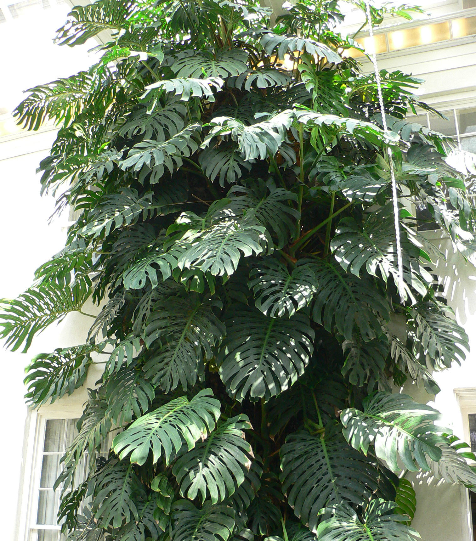 Swiss cheese plant