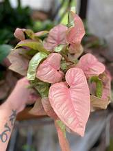 Syngonium Pink