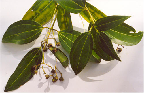 True cinnamon, Ceylon cinnamon