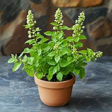 Tulsi (Holy Basil)