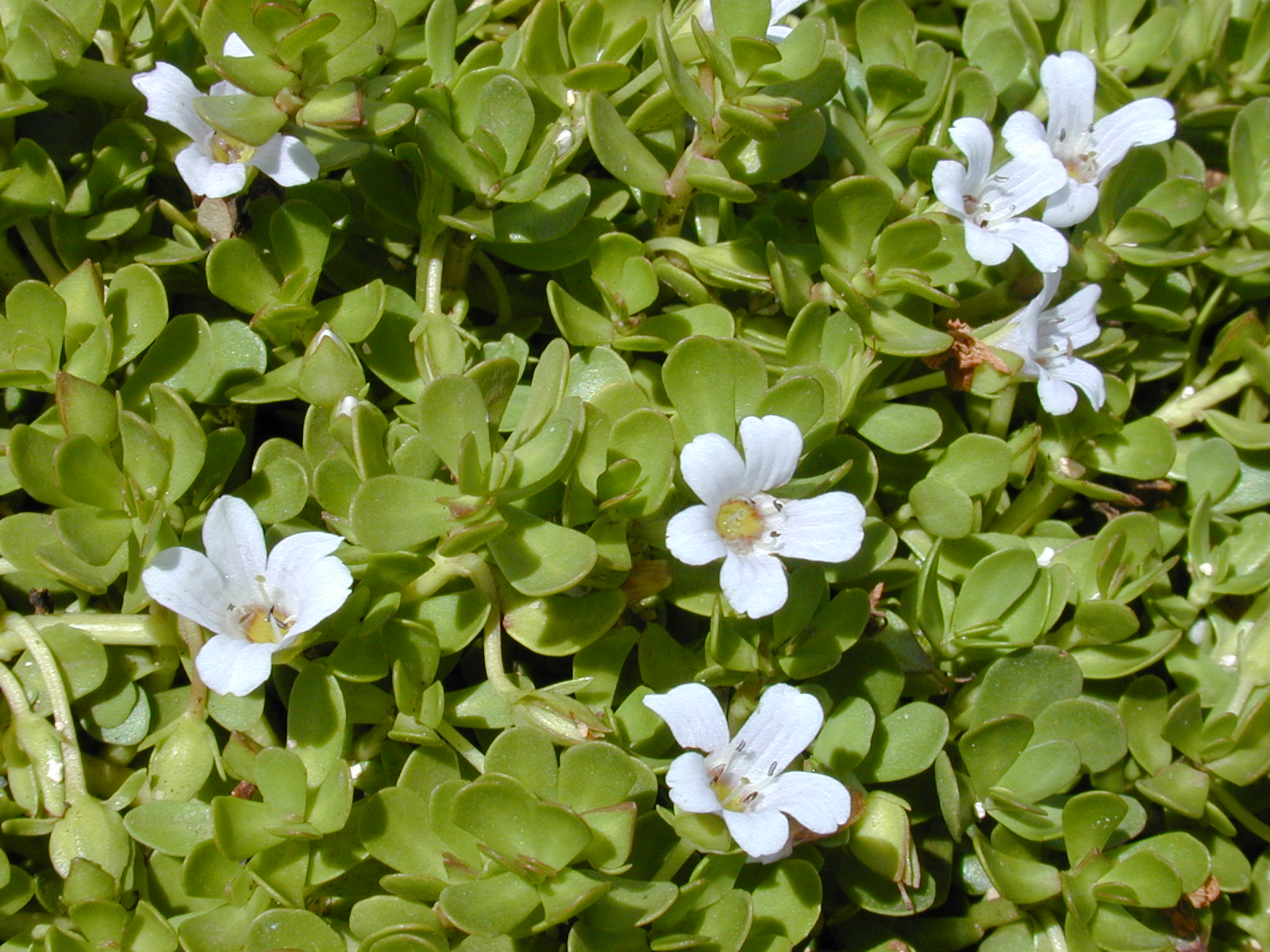 Water hyssop