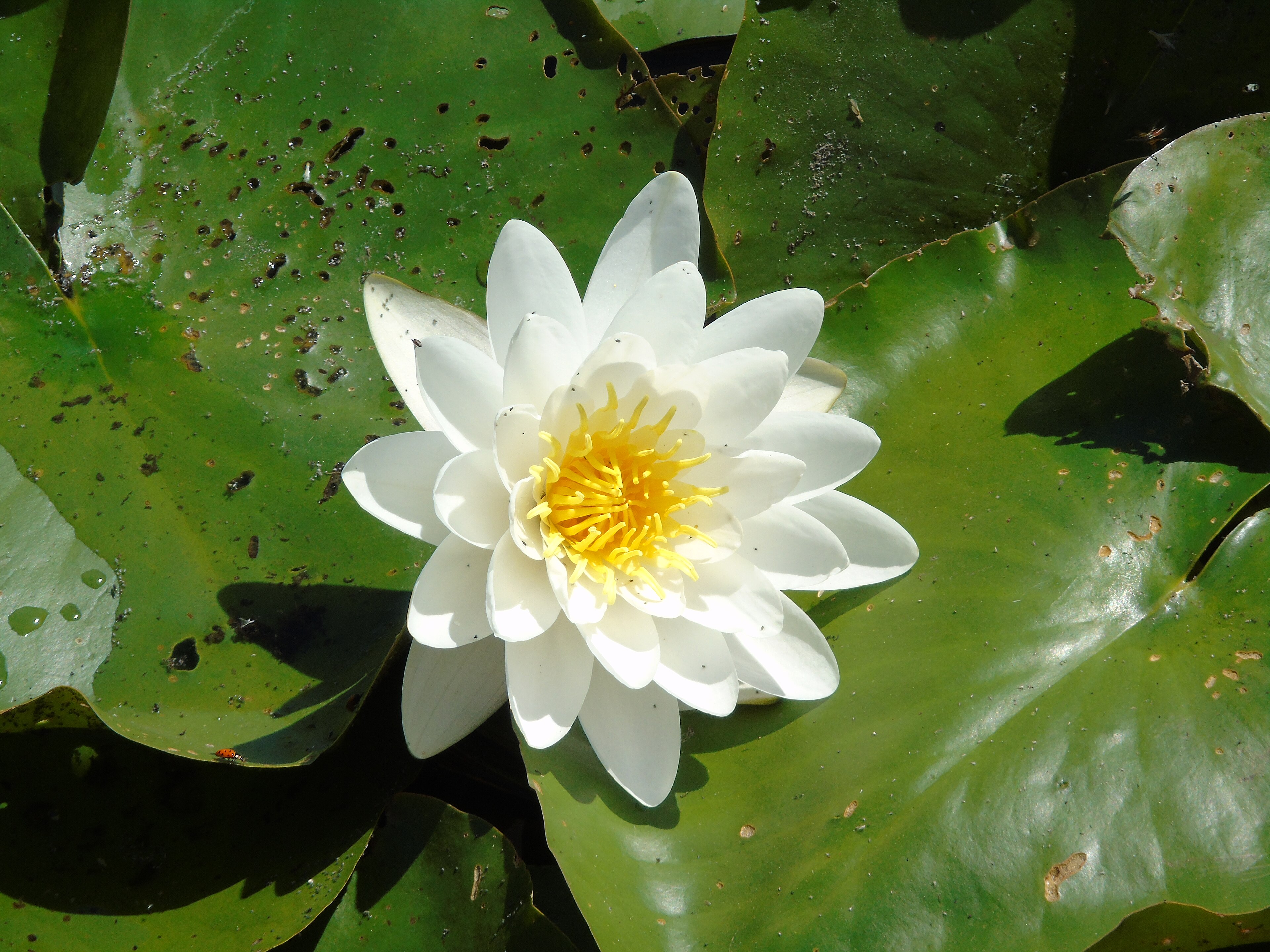 Water lily