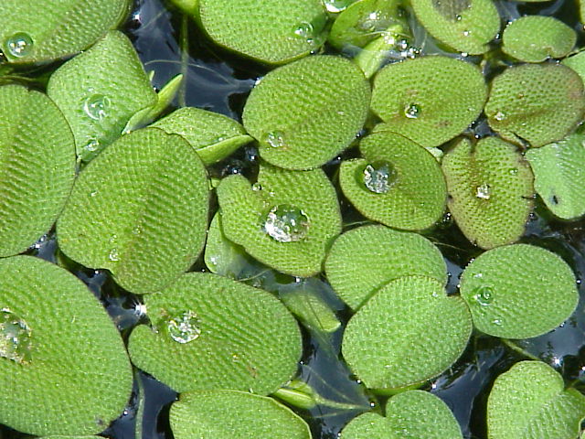 watermoss