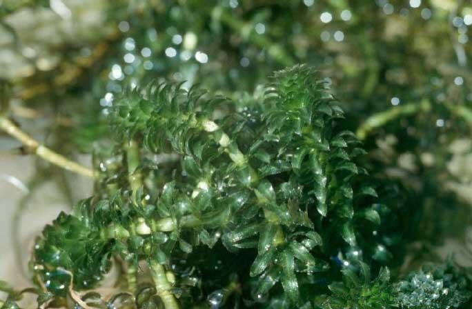 Waterthyme