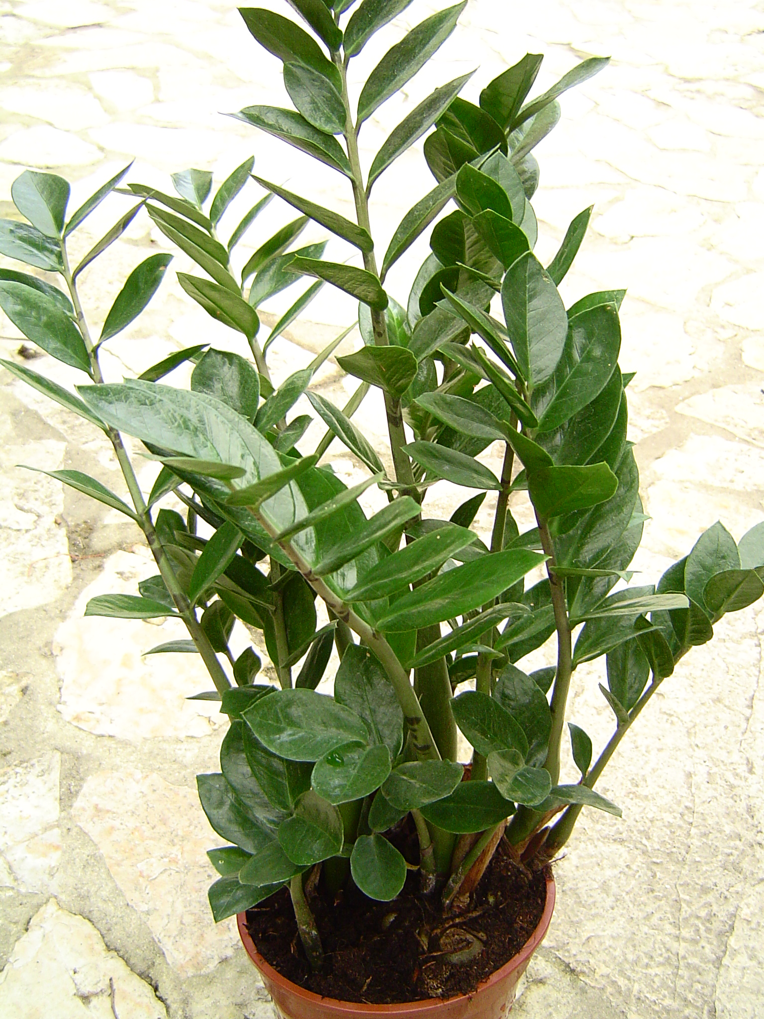 Zamioculcas Zamiifolia (ZZ Plant)